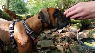 Wild Boxer Dogs in the Forest #SpoonFace