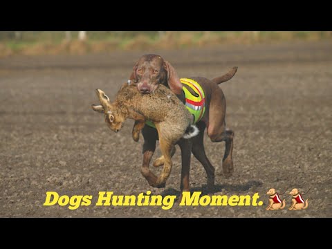 Dogs hunting the mongoose.😪😪