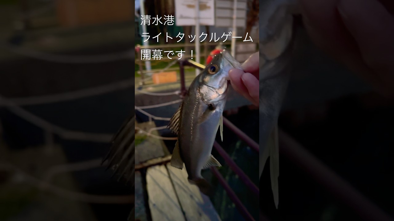 【清水港の釣り】ライトタックルのシーバスゲーム開幕！