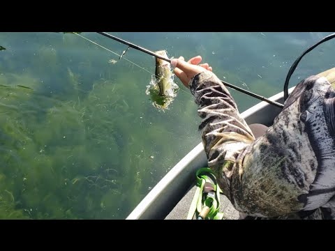 Fishing ultra clear water for dinks