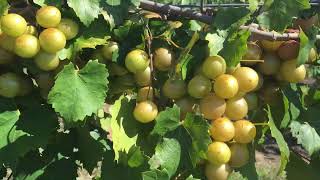 The PAM  muscadine on the vine