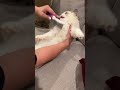 Grooming A Ragdoll Ragdolls Cutekitty Cuteshorts