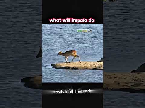 Scarface, the famous lion from Kenya's Maasai Mara National Reserve, died on June 11, 2021 at