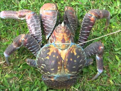 DJ PLAYAR vs Niupila Hunuki - Ue mai lue mai