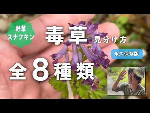 本物のよもぎ 植物