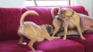 Double the Puggle trouble