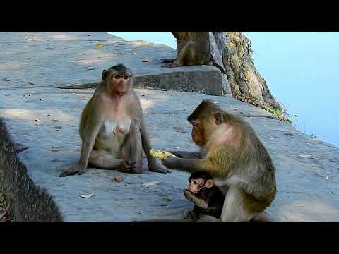 Sad News Baby Bellona Was Dead By Tara Kidnap On The Tree After Fall Down - Belley Cry So Loud