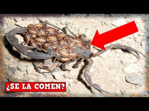 Do Their Young Eat Them? - Scorpions - Mini Documentary - YMX Survival