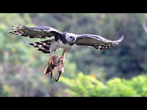 Cet oiseau tue et mange des singes - ZAPPING SAUVAGE