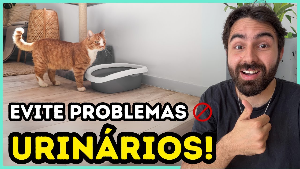 Faça ISSO e a Chance Do Seu Gato Ter Problemas Urinários Será BAIXÍSSIMA!