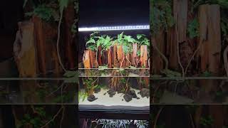 Download lagu inspirasi hardscape bahan dasar kayu rentek, dapatkan hanya di HOLE AQUATIC toko hijau atau Oren😁 mp3