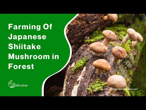 Farming Of Japanese Shiitake Mushroom in Forest