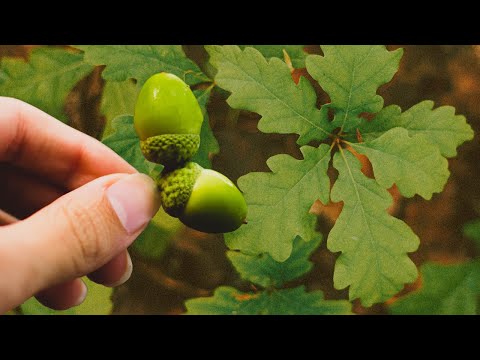 Collecting Acorns for Seed - How to grow white oak trees