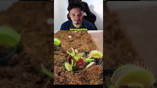 Planta carnívora ou formiga? #shorts