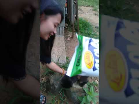 Ang cute Ng pusa sumusunod saya samin♥️