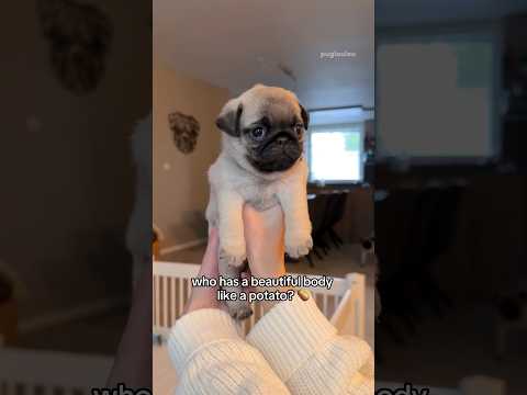 “Mahm, you’re embarrassing me! 🙄🥔” #pug #puppy #potato