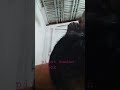 Pak Pardi Tukang Pijat Badan Capek Fyp Short Pelaut