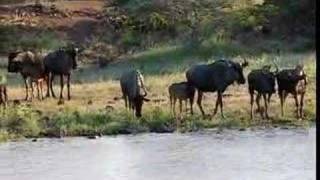 preview picture of video 'South Africa: Wildebeeste Herd Drinking At Waterhole'