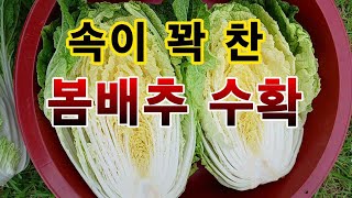 [텃밭농부. 1,129]  속이 꽉 찬 봄배추 수확 #배추재배 #봄배추