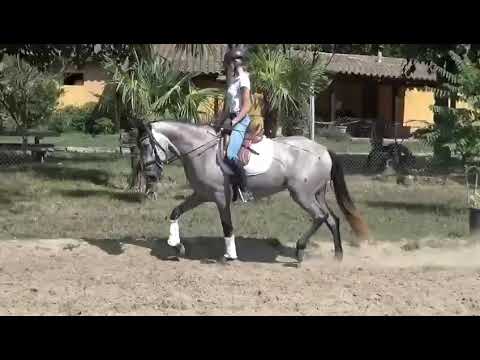 3,5 jährige PRE Stute - aktuell 1.63 m - angeritten