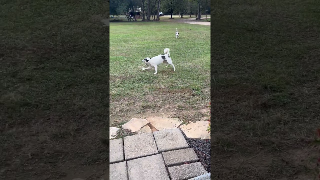 Enlarge Layla, a ADOPTABLE Husky in Allentown, NJ video 6/6