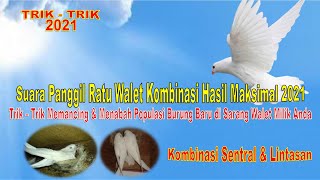 Download lagu Suara Ratu Walet Panggil Terbaik , Tarik & Sedot Kombinasi Hasil Maksimal 2021 mp3