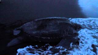 preview picture of video 'Leatherback Turtles and Hatchlings on the Beach - Mermaid's Secret - Dominica'