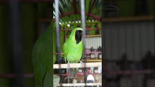 Download lagu cucak ijo isian kuntilanak #cucakijo #kicaumania #masteranjernih #muraibatu mp3