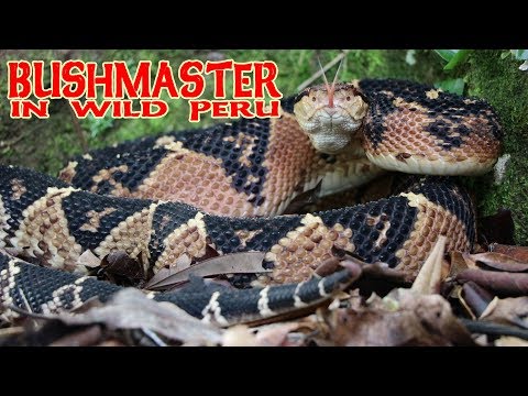 Bushmaster (Lachesis muta) — herping v Peru, hľadanie druhu v Amazónii