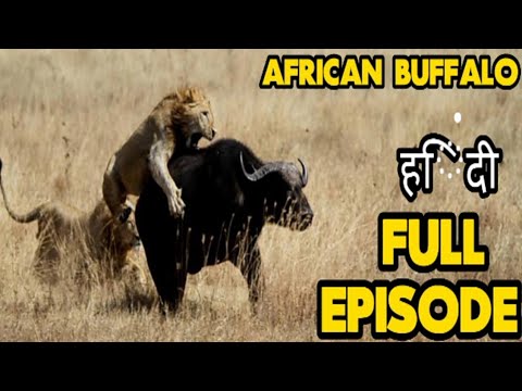 African buffalo African Wild Hindi documentary Full Episode