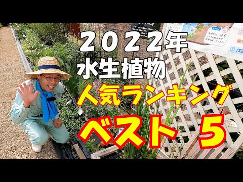 トップ5の水生植物水草