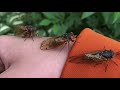 17-Year Cicadas! (Pharaoh Cicada)
