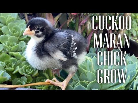 WATCH CUCKOO MARAN CHICK GROW - Days 1 to 20 & 9 months - Baby Chicken Being Assimilated into Flock