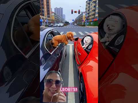 @LEOBTS1 Mimi ga mau kenalan dia #shortvideo #funny #shorts #dubbingvideo