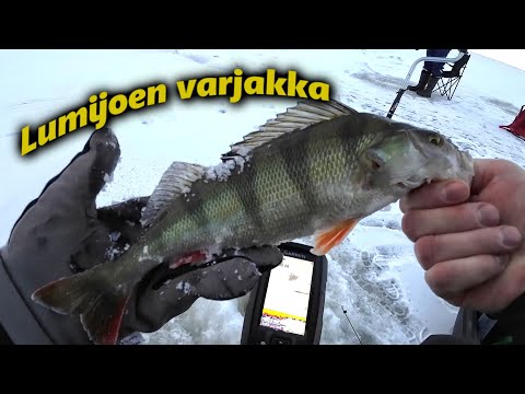 Pilkillä Lumijoen varjakassa | Pakkanen puree mutta miten ahven?