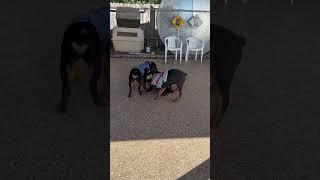 Video preview image #1 Rottweiler Puppy For Sale in Mooresville, NC, USA