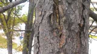 preview picture of video 'In City Bushcraft - Pine Resin'