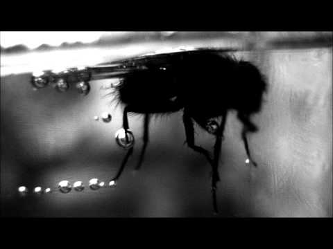 Trim The Fat - Black Fly (Anthony Yarranton Remix)