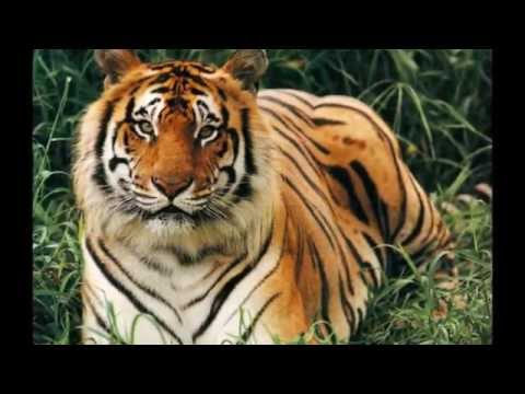 Listen to my heart beat Sound