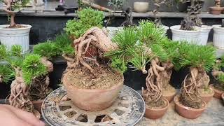 Download the video "#bonsai#lanrung#du kí đá,tùng nhật,bách ngọc trai,thông đen,lan cáo tím,dt 0973 446 313 tối 14/10/25"