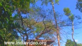 Tranquil Plantation Homestay