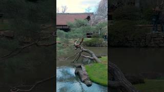 Quintessential JAPANESE GARDEN & ARCHITECTURE Tour: Shofuso #garden #gardening