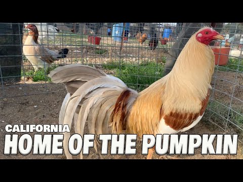 Beautiful Birds Pumpkin Farm Frank Brizuela - California Farm Visit