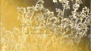 Meteor Flower (LYRICS) - July For Kings