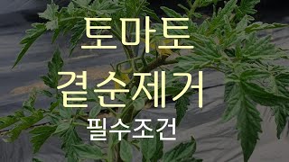#토마토 재배방법 #토마토 곁순 제거하기