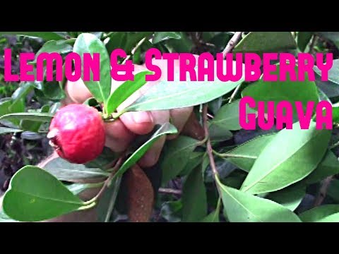 download lagu mp3 mp4 Pineapple Guava Vs Strawberry Guava, download lagu Pineapple Guava Vs Strawberry Guava gratis, unduh video klip Pineapple Guava Vs Strawberry Guava