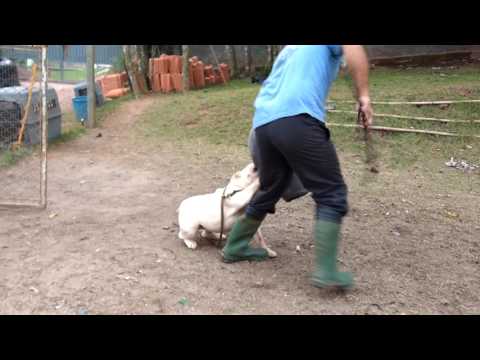 Bulldog Inglês ataque