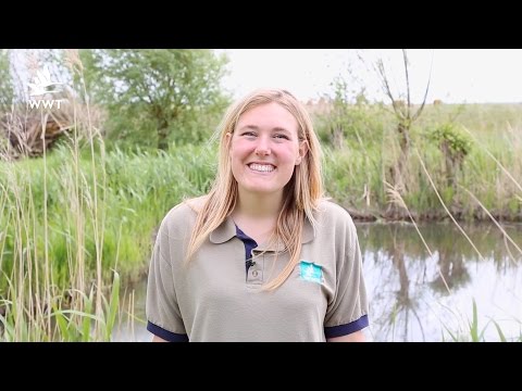 WWT Welney - A Closer Look At Our Favourite Species