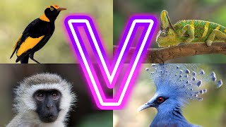 Animals And Birds Starting with V || Animals Starting With V