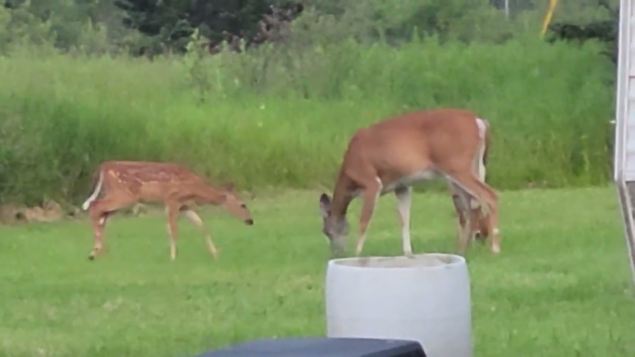 Wildlife - Deer and fawns in Upper Michigan